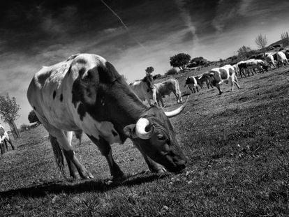 Un grupo de vacas pastando en La Finca Jim&eacute;nez Barbero, de Colmenar del Arroyo. 