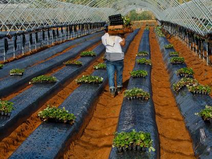 Un grupo de temporeros siembra las plantas de fresas en una finca de Cartaya (Huelva).