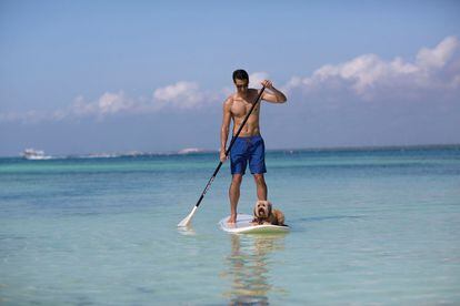 Los animales más aventureros pueden incluso ir al océano con sus dueños para practicar 'paddle boarding' juntos.