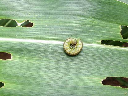 Larva de gusano cogollero.