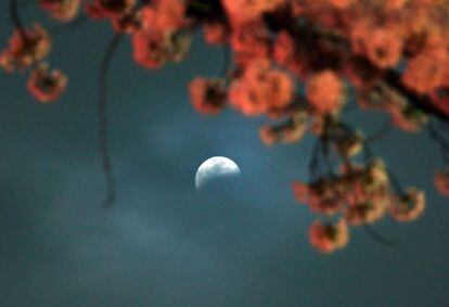 Detall d'un cirerer en flor durant l'eclipsi lunar sobre el cel d'Utsunomiya a la prefectura de Tochigi, al nord de Tòquio (Japó).