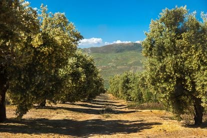 Castillo de Canena tiene 1.500 hectáreas de olivar en Jaén.