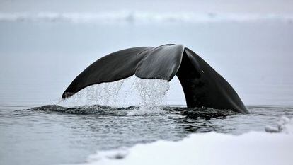 La ballena de Groenlandia es el mam&iacute;fero m&aacute;s longevo que se conoce.