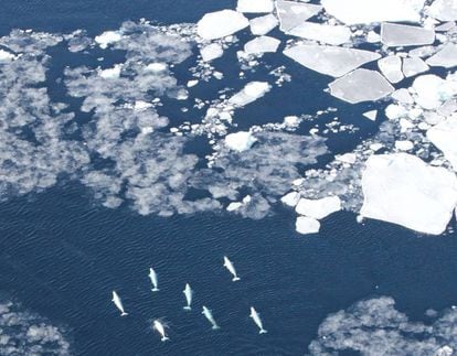 Las rutas migratorias de muchas belugas se cruzan con las rutas de los barcos.