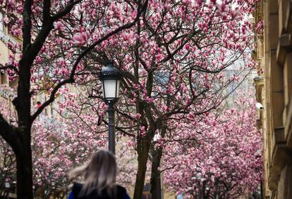 Una mujer camina entre magnolios en flor en San Sebastián. La falta de lluvias hace avanzar la primavera en el hemisferio norte.
