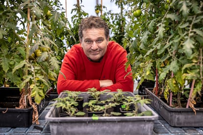 José Miguel Mulet, Professor of Biotechnology at the Polytechnic University of Valencia, photographed in the center's greenhouse. 