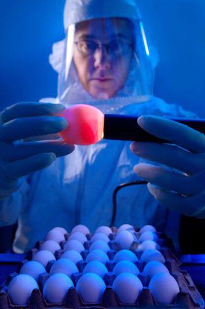 Los virus de la gripe se incuban en huevos para fabricar las vacunas. 