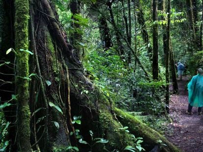 Dos excursionistas pasean por el Bosque Eterno de los Niños de Costa Rica.