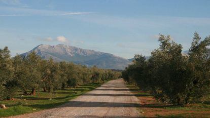 Monva posee 560 hectáreas de olivares y 80 de acebuchinas silvestres, de las que obtienen toda su gama de aceites.