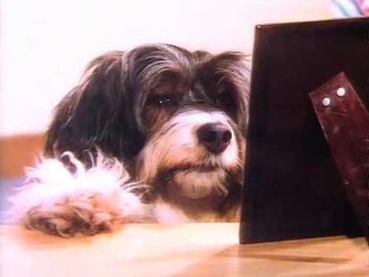 La perra 'Pippin', protagonista de la premiada campaña de TVE.