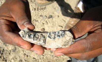 La mandíbula hallada en Etiopía.