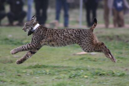 Suelta de un lince en los montes de Toledo, en 2014.