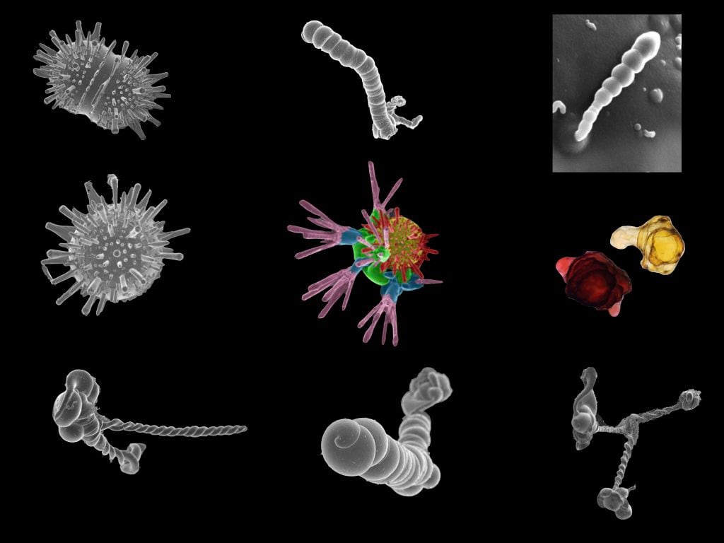 Estructuras minerales autoorganizadas, denominadas biomorfos, que nada tienen que ver con los seres vivos.