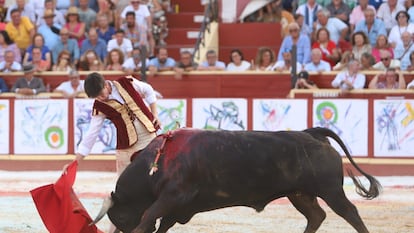 El toro 'Guineo' embiste humillado a la muleta de Esaú Fernández.