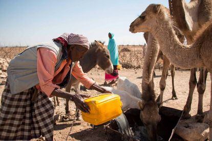 Las mujeres dan de beber a los camellos en Ceel Baxay, el principal punto de agua de la zona.