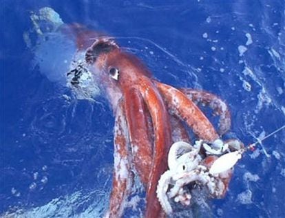 Los calamares gigantes han poblado la mitología y la literatura. Pero existen.