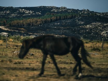 Caballo salvaje en un monte arrasado por el incendio de 2.200 hectáreas en Boiro (A Coruña) la pasada semana.
