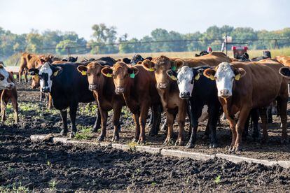 Vacas para consumo en Iowa, Estados Unidos, en octubre de 2023.