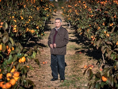 Antonio Costa, en sus campos de naranjos de Alzira (Valencia).