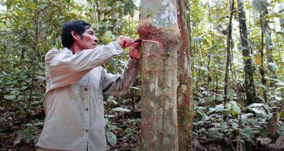 Los indígenas son cruciales para la conservación de la Amazonía.