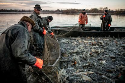 Los pescadores recogen las redes de arrastre en República Checa.