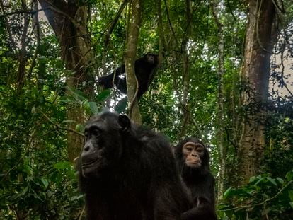 A chimpanzee carries her calf and crosses in front of the camera trap in the Itoya rainforest in Uganda on October 14