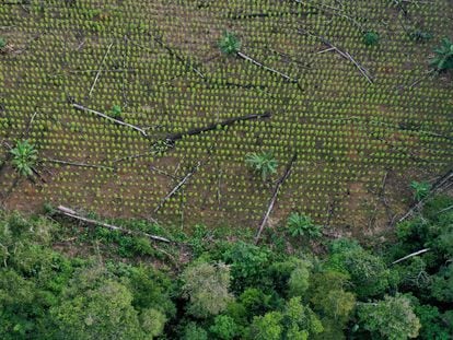 Vista aérea de una plantación de coca en el Guaviare, Colombia.