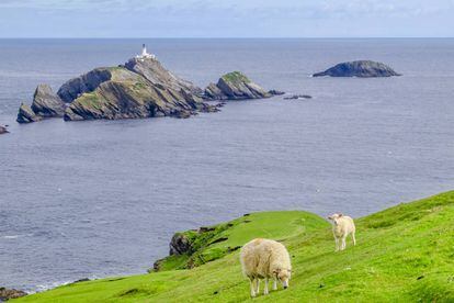 Ovejas en la costa de Unst, la isla habitada más septentrional de Escocia.