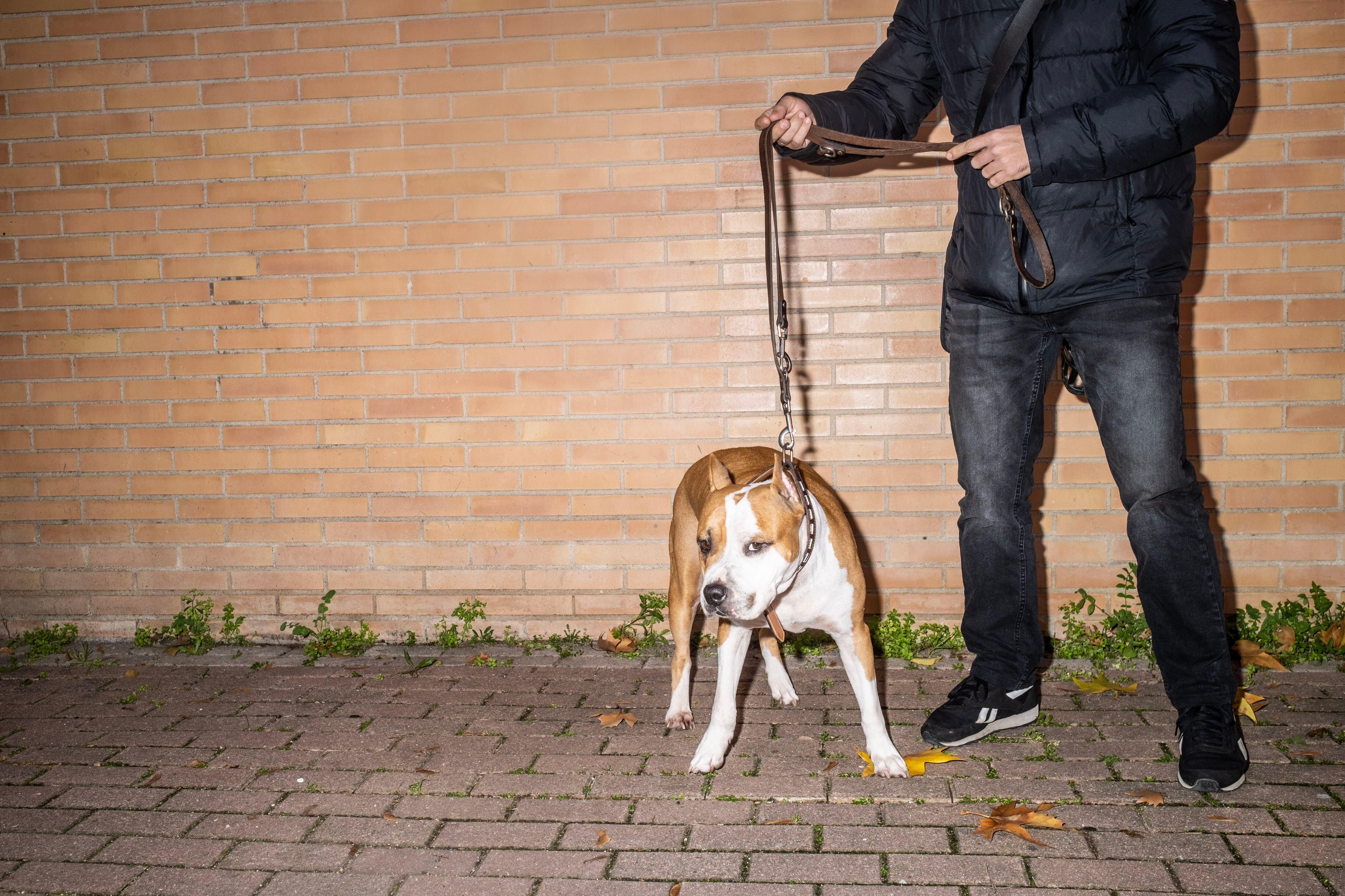 
Juan Francisco, junto a su perra Shosanna, una Staffordshire Terrier Americana campeona de concursos caninos, en Vallecas. 
