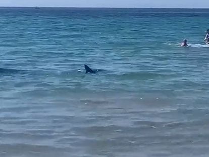 Una captura del vídeo en el que aparece el tiburón en Orihuela (Alicante)