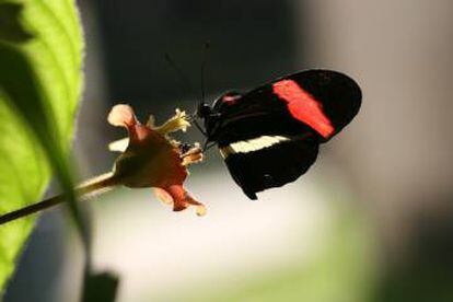 El g&eacute;nero de mariposas americanas &#039;Heliconius&#039; usa el mismo gen de la polilla pero para destacar el color de sus alas.