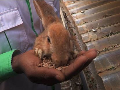 Criar conejos contra la pobreza