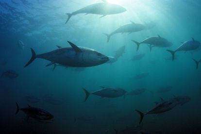 El atún rojo del sur ('Thunnus maccoyi') habita en los océanos Atlántico, Índico y Pacífico y aparece en la Lista Roja como una especie en peligro crítico de extinción por su pesca excesiva. Si se sigue con este ritmo de explotación, esta especie podría desaparecer: la IUCN alerta de que la biomasa reproductora ha descendido más de un 85% en menos de 40 años (1973–2009).