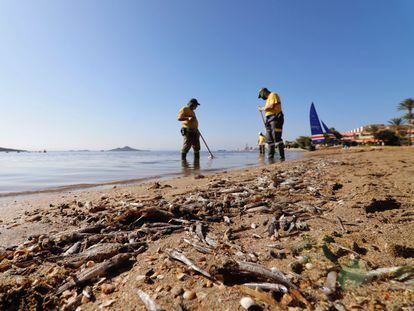 Operarios retiran del mar los peces muertos que han aparecido por quinto día consecutivo este viernes en las playas del Mar Menor en Murcia.
