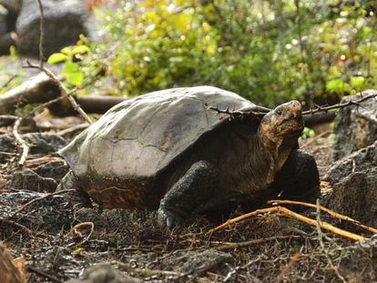 Fernanda, la única tortuga gigante viva conocida de Fernandina, ahora vive en el Centro de Crianza de Tortugas Gigantes del Parque Nacional Galápagos en la Isla Santa Cruz.