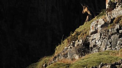 Si hay que elegir un animal emblemático de los Pirineos este es el sarrio (Rupicapra pyrenaica), señor de los acantilados vertiginosos.
