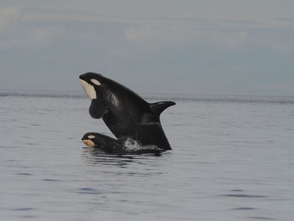 Las orcas de las costas del Pacífico norte alimentan a sus hijos machos durante toda su vida dándoles parte de los salmones que cazan.