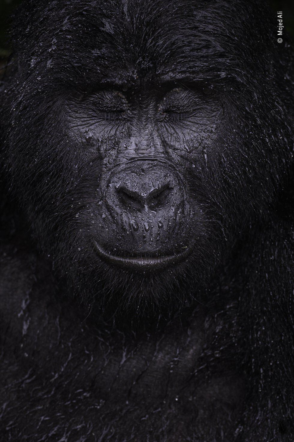 Kibande, un gorila de montaña de casi 40 años, cierra los ojos bajo la lluvia.