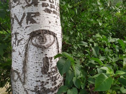 Bark of a white poplar with etched wounds on its trunk and the eye-shaped mark of an old cut to a branch.