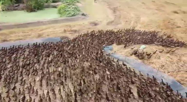Un ejército de 10.000 patos limpia de plagas los arrozales tailandeses |  Vídeos | EL PAÍS
