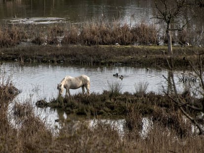 Un caballo se alimenta en los Aiguamolls de l'Empordà.