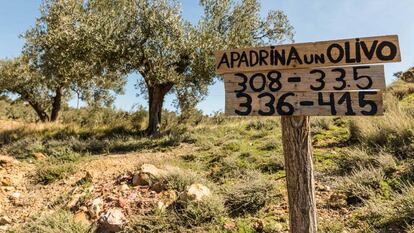 Un cartel en el olivar de Oliete (Teruel) indica la ubicación de los olivos que están apadrinados.