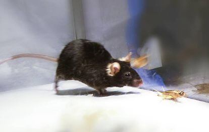 Los investigadores activaron y desactivaron el instinto cazador en ratones.