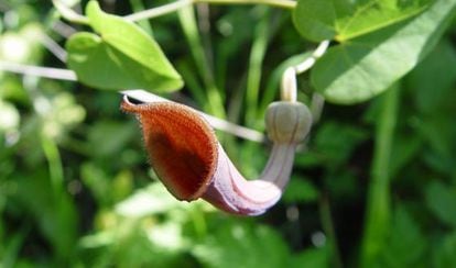 Aristolochia baetica.
