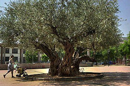 Olivo trasplantado a una plaza pública de La Vall D&#39;Uixó (Castellón).