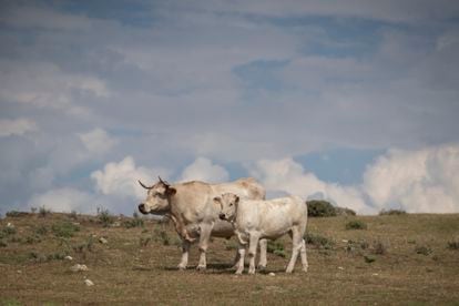 Una vaca y su ternero en los pastos de Alaraz, Salamanca. 