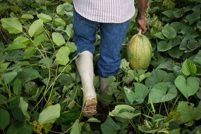 Tras el reconocimiento de los agricultores familiares por la ley de seguridad y soberanía alimentaria y nutricional, estos, asociados en cooperativas, podrán convertirse en proveedores de los programas de alimentación escolar. De esta forma los niños se alimentan de productos locales (cuatro frutas y cuatro verduras) y los pequeños productores obtienen una fuente de ingresos que les da cierta seguridad y a la vez les garantiza su propia subsistencia y alimentación.