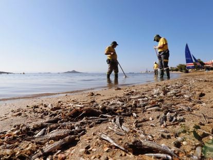 Operarios retiran del mar los peces muertos que han aparecido por quinto día consecutivo este viernes en las playas del Mar Menor.