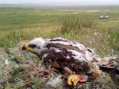 'Min', un águila esteparia que forma parte del proyecto del Centro para la Conservación de la Vida Silvestre.