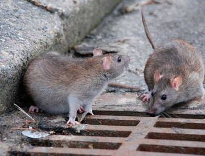 Dos ratas de alcantarilla.